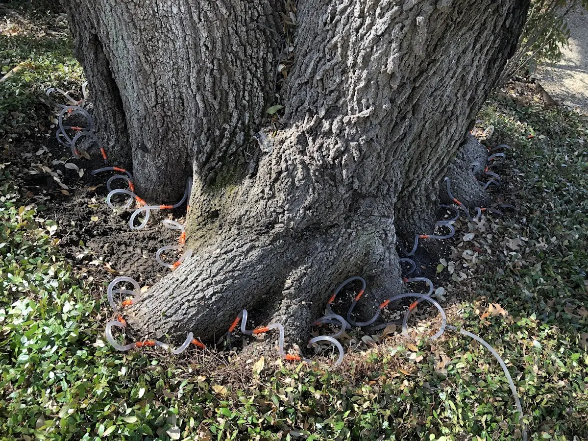 Detailed Tree Cabling and Bracing job site in Fredonia
