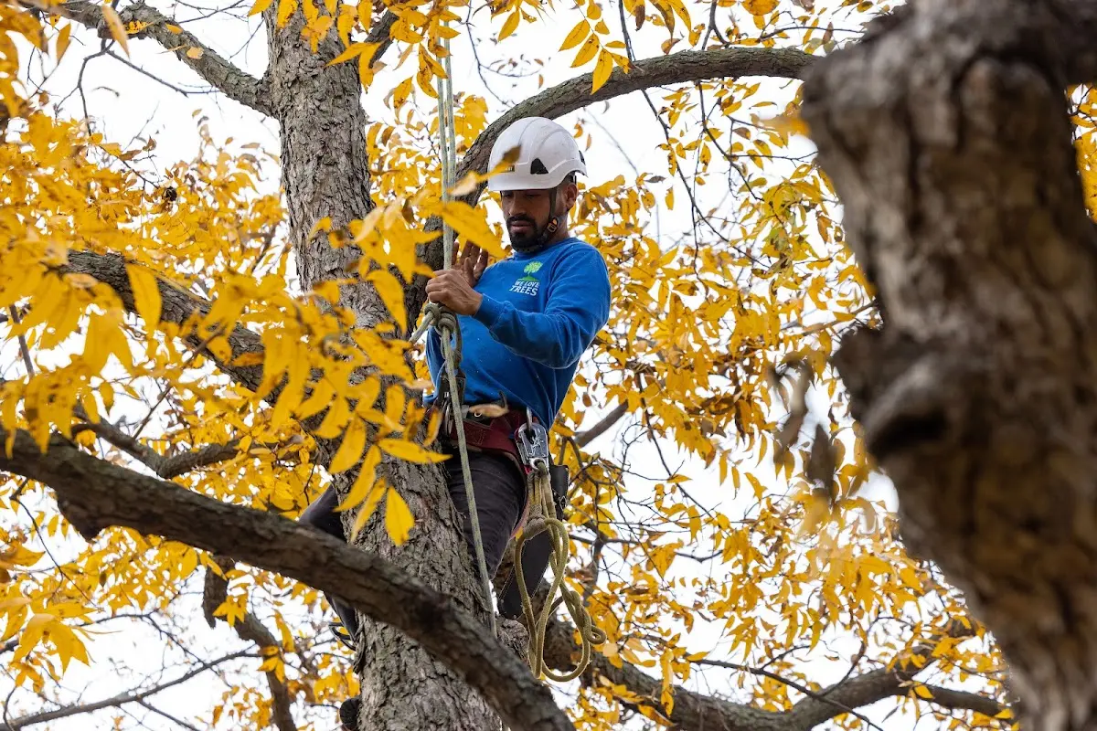 Skilled Tree Pruning crew working in Fredonia